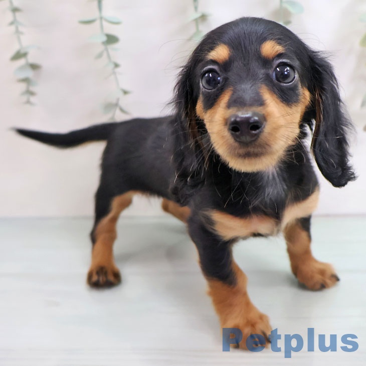 茨城県のミニチュアダックスフンド(ロング) (ペッツワン つくば店/2025年10月12日生まれ/女の子/ブラックタン)の子犬の2枚目の画像