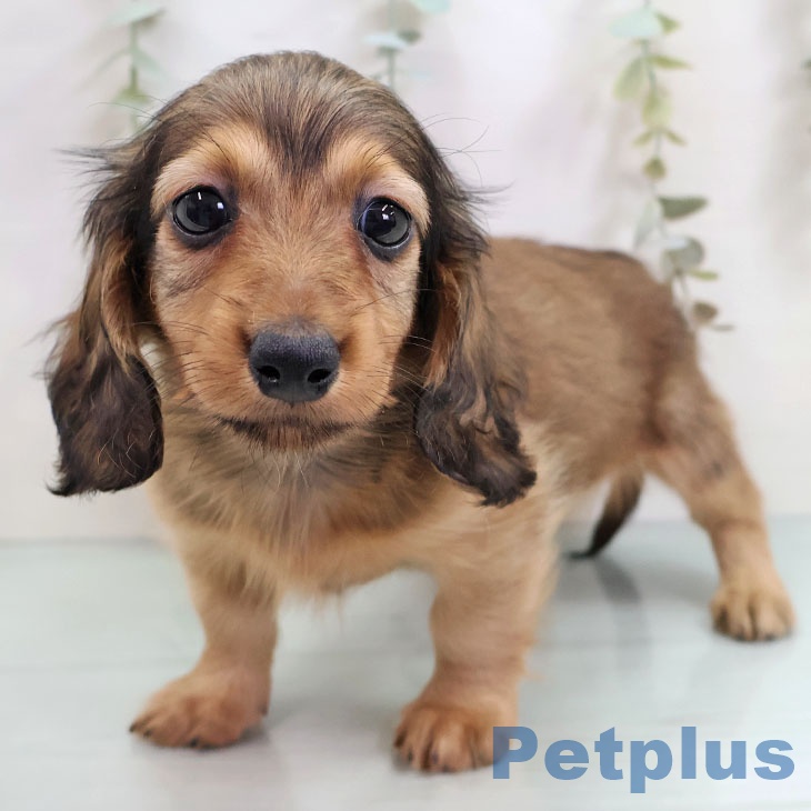 福岡県のカニンヘンダックスフンド(ロング) (ペットプラス 八幡東店/2025年10月16日生まれ/男の子/レッド)の子犬の1枚目の画像