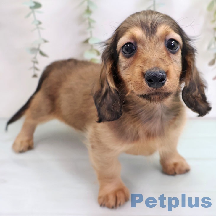 福岡県のカニンヘンダックスフンド(ロング) (ペットプラス 八幡東店/2025年10月16日生まれ/男の子/レッド)の子犬の2枚目の画像