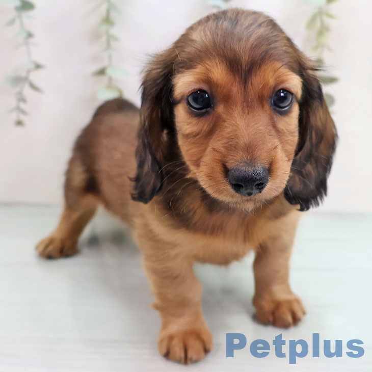 長崎県のカニンヘンダックスフンド(ロング) (ペットプラス 長崎店/2025年10月16日生まれ/男の子/レッド)の子犬の2枚目の画像