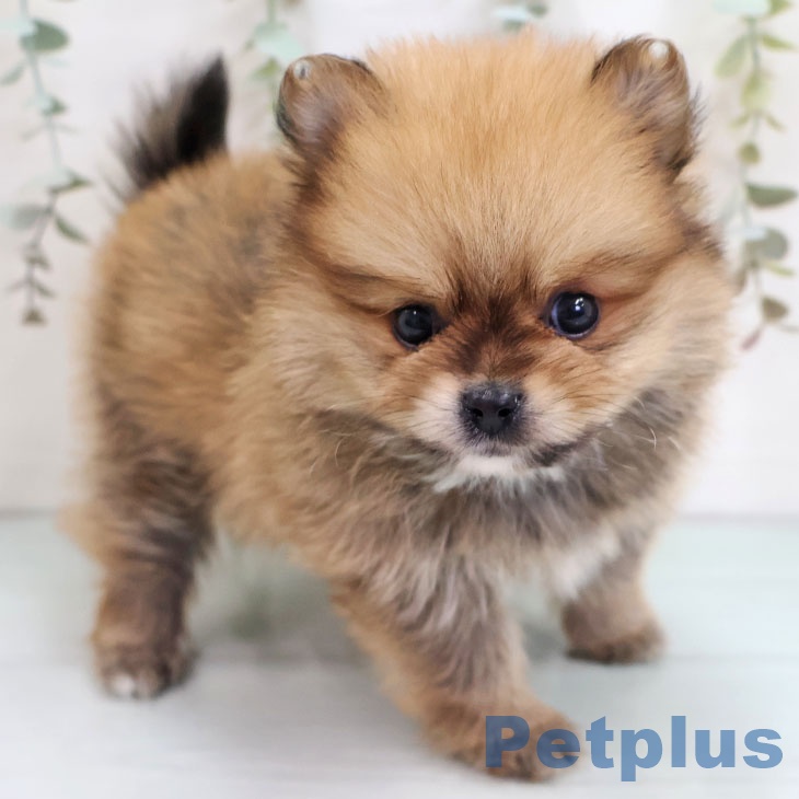 沖縄県のポメラニアン (ペットプラス 沖縄ライカム店/2025年10月16日生まれ/男の子/オレンジ)の子犬の1枚目の画像
