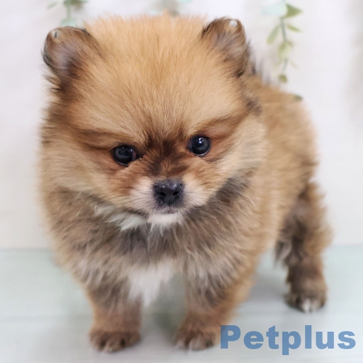 沖縄県のポメラニアン (ペットプラス 沖縄ライカム店/2025年10月16日生まれ/男の子/オレンジ)の子犬の2枚目の画像