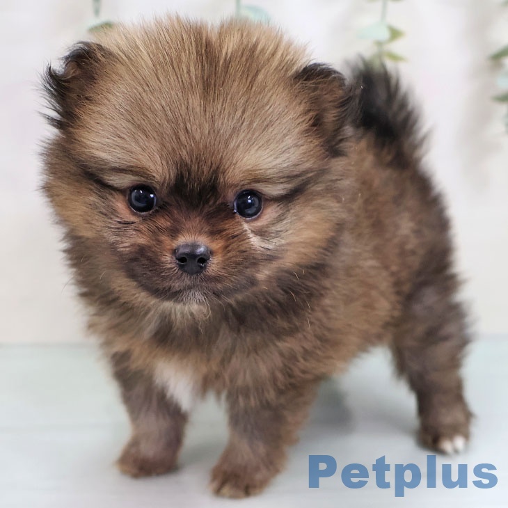 福岡県のポメラニアン (ペットプラス 福岡店/2025年10月16日生まれ/女の子/ウルフセーブル)の子犬の1枚目の画像