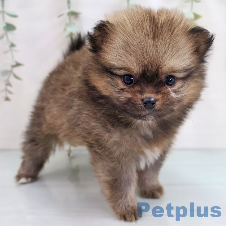 福岡県のポメラニアン (ペットプラス 福岡店/2025年10月16日生まれ/女の子/ウルフセーブル)の子犬の2枚目の画像