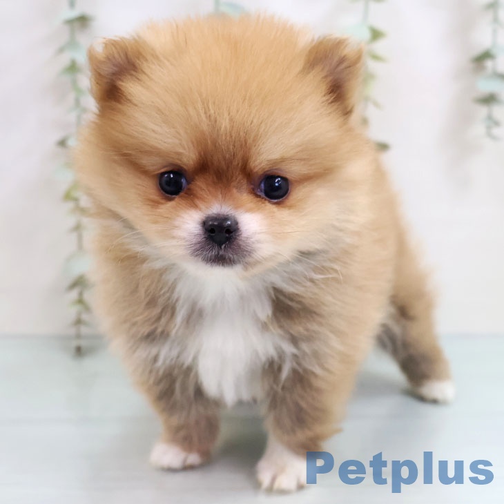 福岡県のポメラニアン (ペットプラス 八幡東店/2025年10月16日生まれ/女の子/オレンジ)の子犬の1枚目の画像