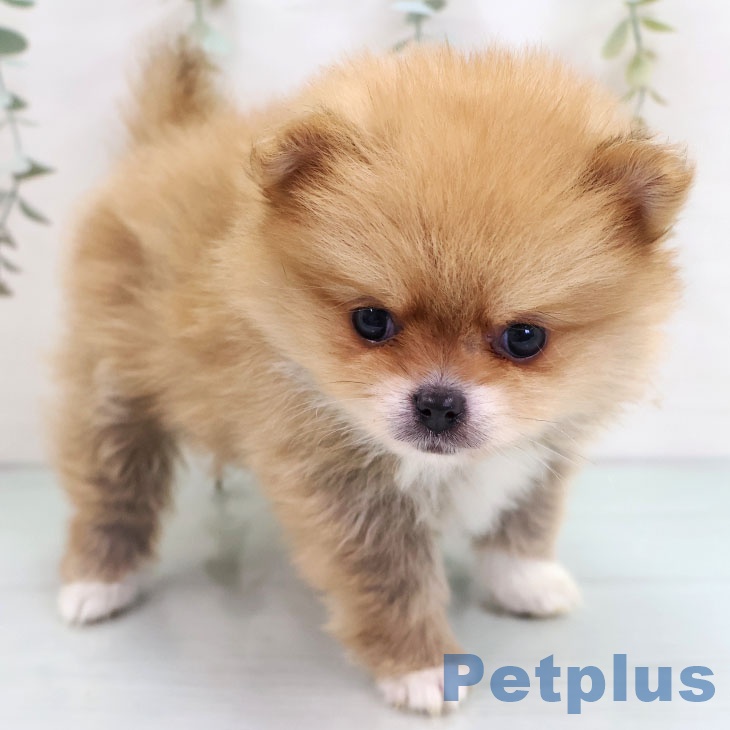 福岡県のポメラニアン (ペットプラス 八幡東店/2025年10月16日生まれ/女の子/オレンジ)の子犬の2枚目の画像