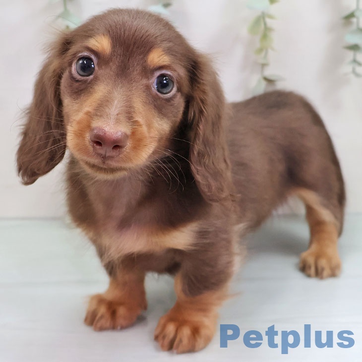 福岡県のミニチュアダックスフンド(ロング) (ペットプラス ららぽーと福岡店/2025年10月13日生まれ/男の子/チョコレートタン)の子犬の1枚目の画像