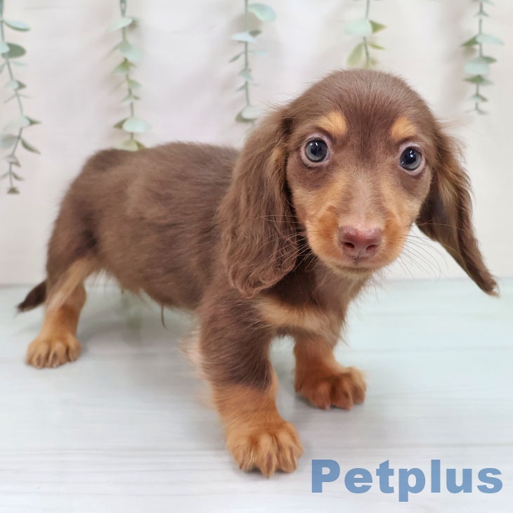 福岡県のミニチュアダックスフンド(ロング) (ペットプラス ららぽーと福岡店/2025年10月13日生まれ/男の子/チョコレートタン)の子犬の2枚目の画像