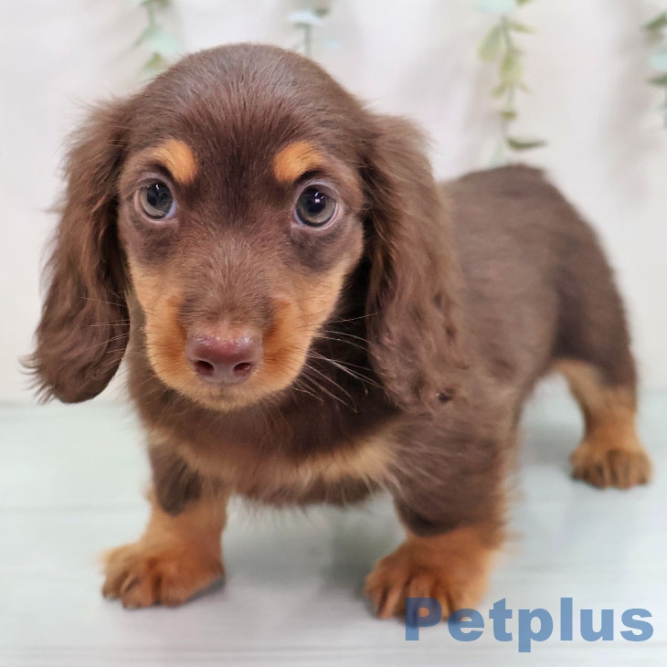 ミニチュア・ダックスフンド