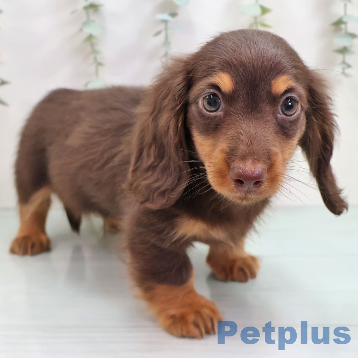 ミニチュア・ダックスフンド