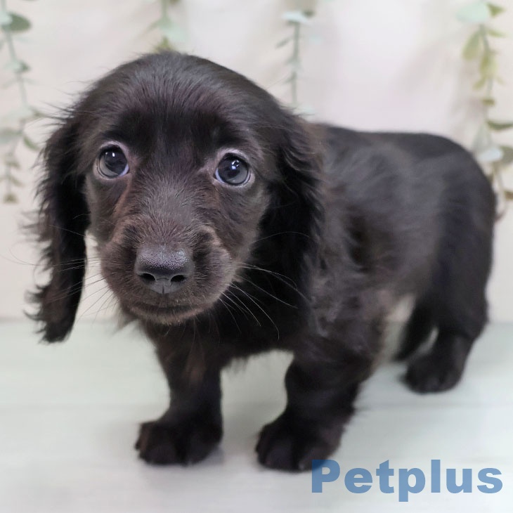 福岡県のミニチュアダックスフンド(ロング) (ペットプラス 八幡東店/2025年10月16日生まれ/女の子/ブラック)の子犬の1枚目の画像