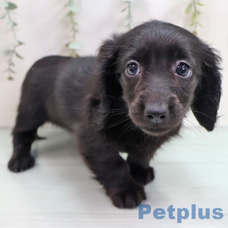 福岡県のミニチュアダックスフンド(ロング) (ペットプラス 八幡東店/2025年10月16日生まれ/女の子/ブラック)の子犬の2枚目の画像