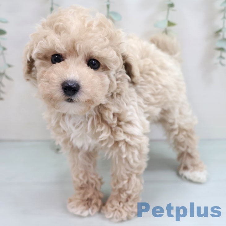 福岡県のトイプードル(トイ) (ペットプラス 福岡店/2025年10月15日生まれ/女の子/クリーム)の子犬の1枚目の画像