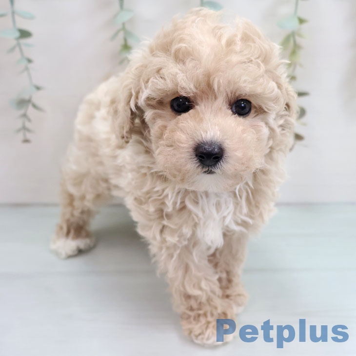 福岡県のトイプードル(トイ) (ペットプラス 福岡店/2025年10月15日生まれ/女の子/クリーム)の子犬の2枚目の画像