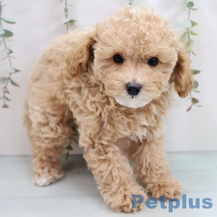 福岡県のトイプードル(トイ) (ペットプラス 香椎浜店/2025年10月11日生まれ/男の子/アプリコット)の子犬の1枚目の画像