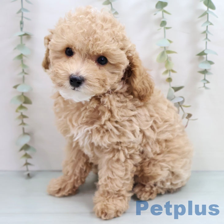 福岡県のトイプードル(トイ) (ペットプラス 香椎浜店/2025年10月11日生まれ/男の子/アプリコット)の子犬の2枚目の画像