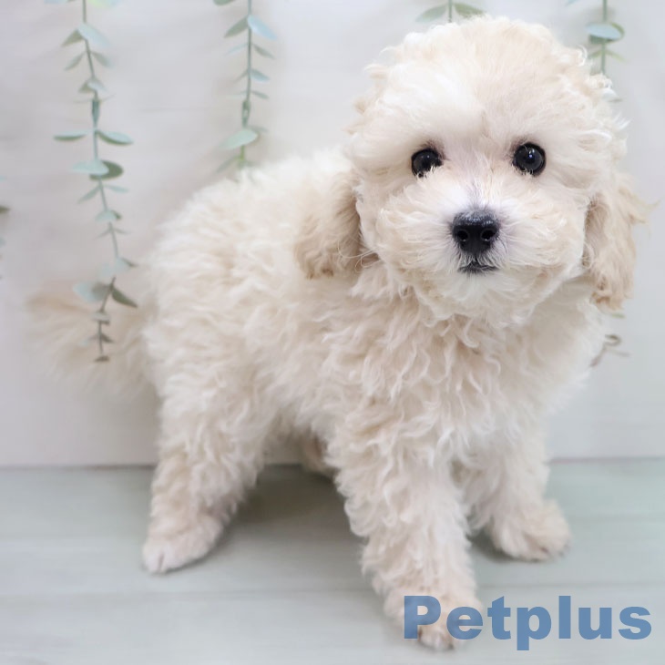 沖縄県のトイプードル(トイ) (ペットプラス 沖縄ライカム店/2025年10月11日生まれ/男の子/クリーム)の子犬の1枚目の画像