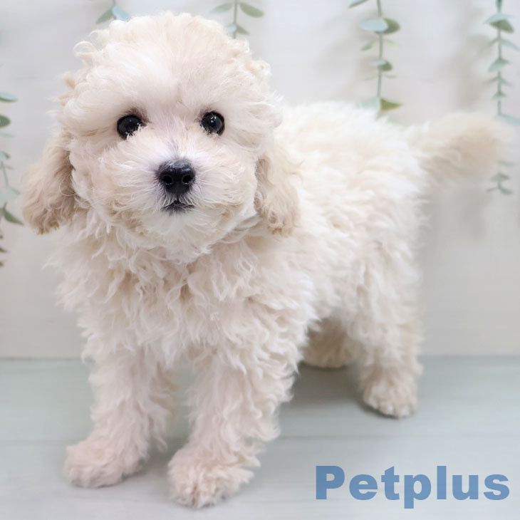 沖縄県のトイプードル(トイ) (ペットプラス 沖縄ライカム店/2025年10月11日生まれ/男の子/クリーム)の子犬の2枚目の画像