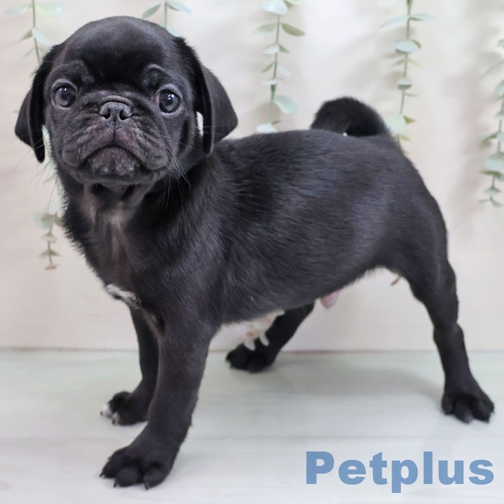 熊本県のパグ (ペットプラス 熊本店/2025年10月5日生まれ/男の子/ブラック)の子犬の1枚目の画像