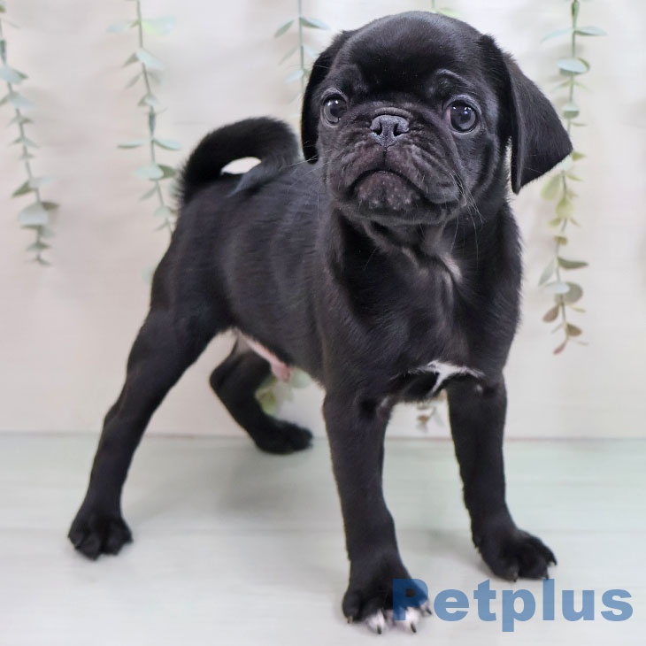 熊本県のパグ (ペットプラス 熊本店/2025年10月5日生まれ/男の子/ブラック)の子犬の2枚目の画像