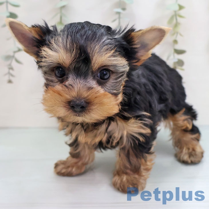 福岡県のヨークシャーテリア (ペットプラス MARK IS 福岡ももち店/2025年10月16日生まれ/男の子/スチールブルータン)の子犬の1枚目の画像