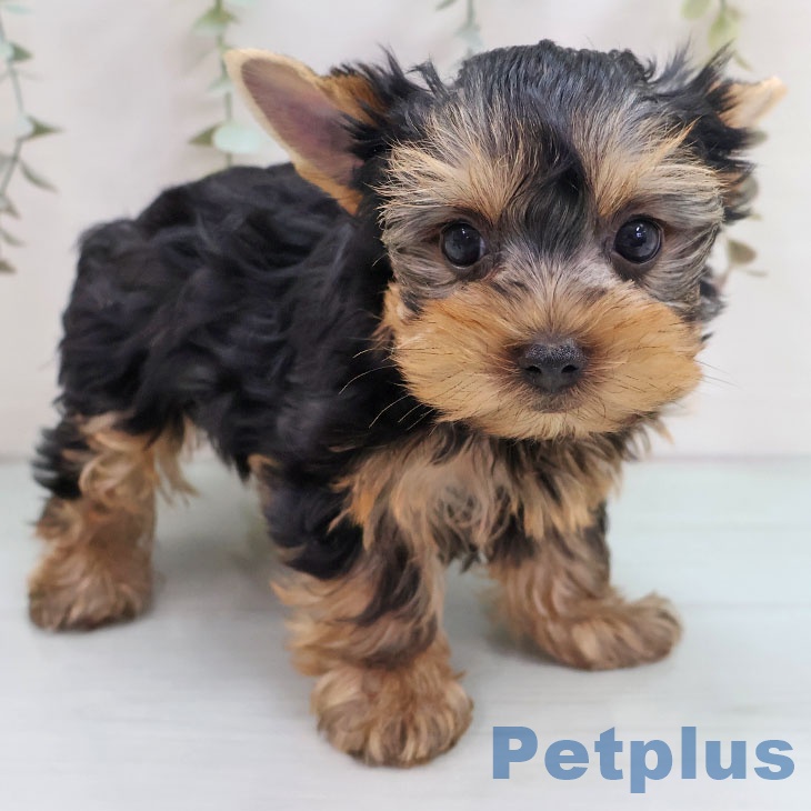福岡県のヨークシャーテリア (ペットプラス MARK IS 福岡ももち店/2025年10月16日生まれ/男の子/スチールブルータン)の子犬の2枚目の画像