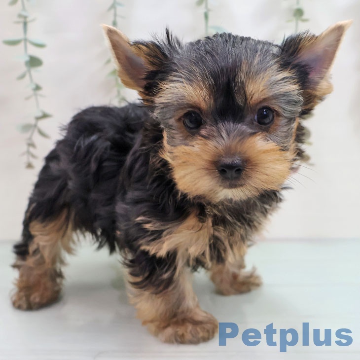 福岡県のヨークシャーテリア (ペットプラス 八幡東店/2025年10月16日生まれ/女の子/スチールブルータン)の子犬の1枚目の画像