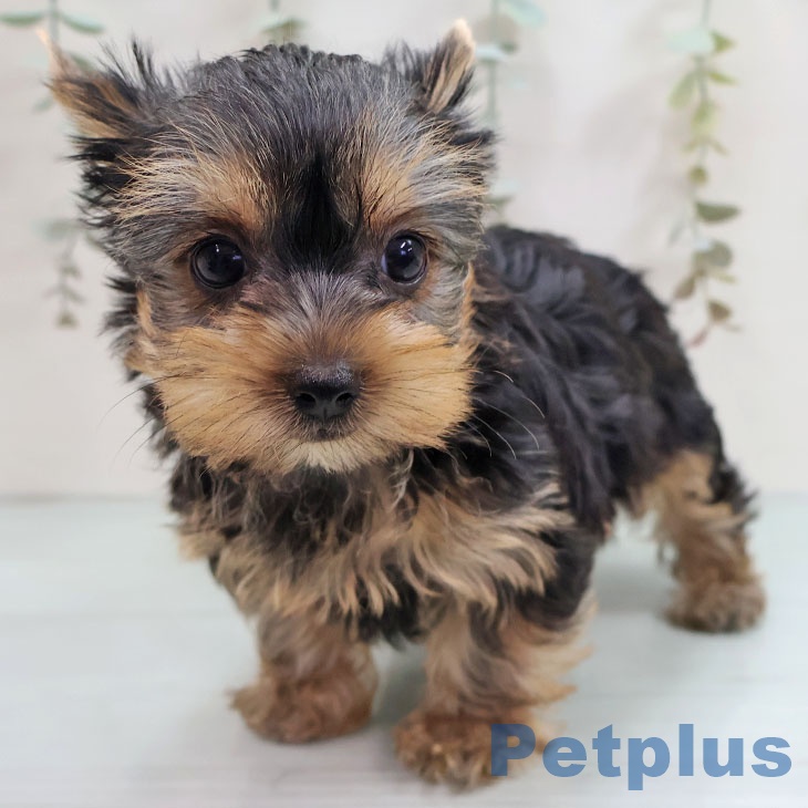 福岡県のヨークシャーテリア (ペットプラス 八幡東店/2025年10月16日生まれ/女の子/スチールブルータン)の子犬の2枚目の画像