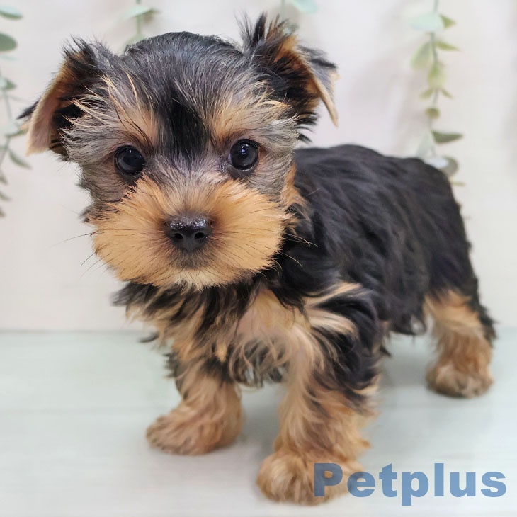 ヨークシャー・テリア