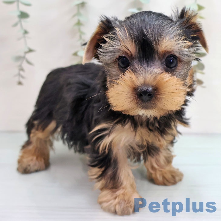 ヨークシャー・テリアの写真2