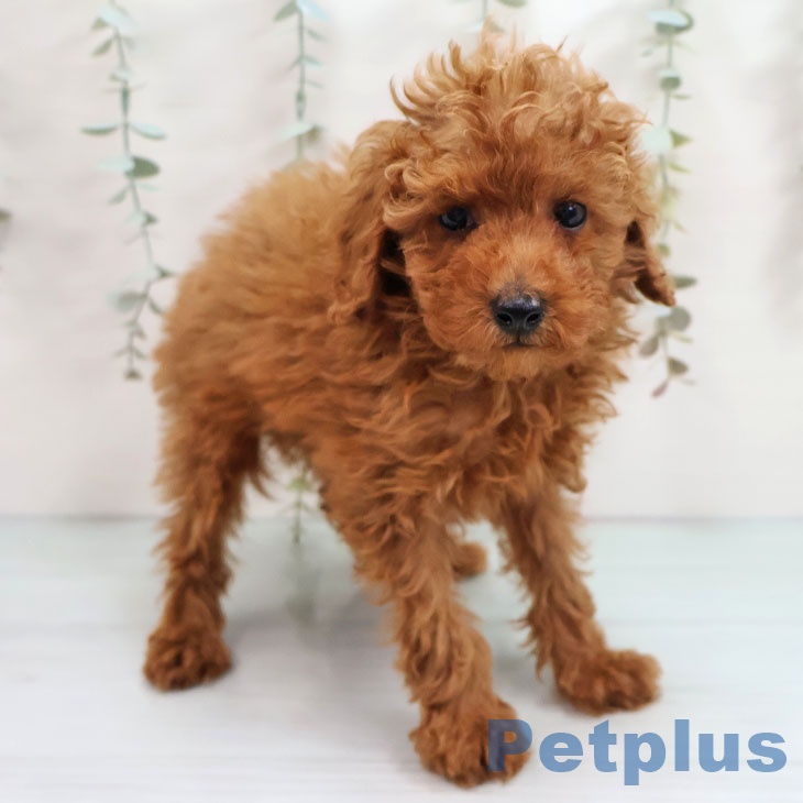 福岡県のトイプードル(トイ) (ペットプラス ららぽーと福岡店/2025年10月15日生まれ/男の子/レッド)の子犬の1枚目の画像