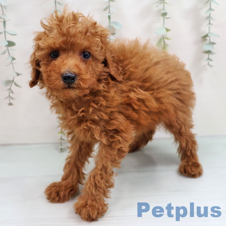 福岡県のトイプードル(トイ) (ペットプラス ららぽーと福岡店/2025年10月15日生まれ/男の子/レッド)の子犬の2枚目の画像