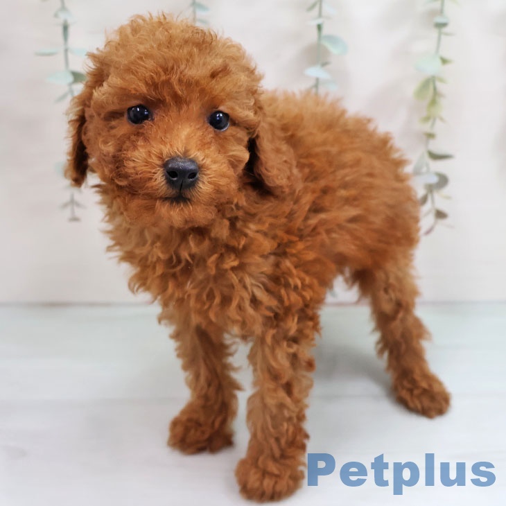 福岡県のトイプードル(トイ) (ペットプラス 福岡伊都店/2025年10月15日生まれ/女の子/レッド)の子犬の2枚目の画像