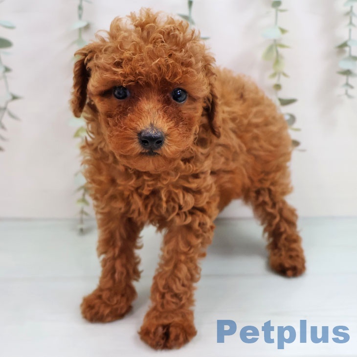 長崎県のトイプードル(トイ) (ペットプラス 長崎店/2025年10月15日生まれ/女の子/レッド)の子犬の1枚目の画像