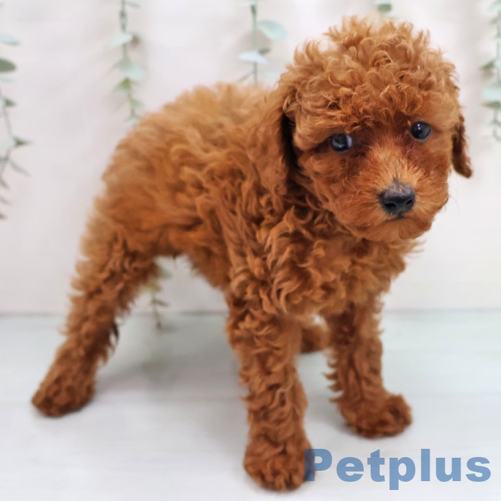 長崎県のトイプードル(トイ) (ペットプラス 長崎店/2025年10月15日生まれ/女の子/レッド)の子犬の2枚目の画像