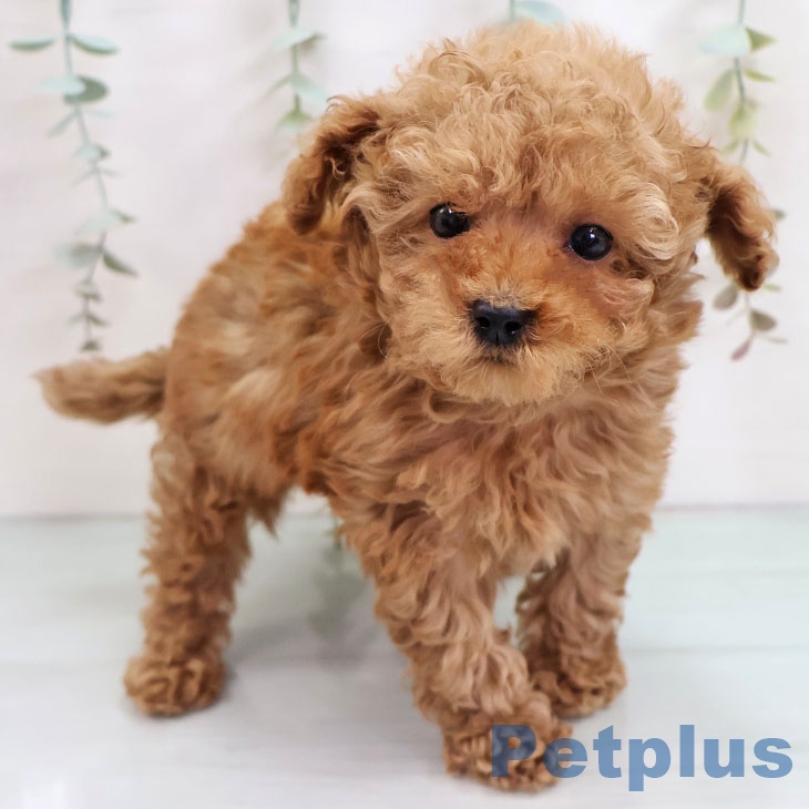 福岡県のトイプードル(トイ) (ペットプラス 香椎浜店/2025年10月14日生まれ/男の子/レッド)の子犬の1枚目の画像