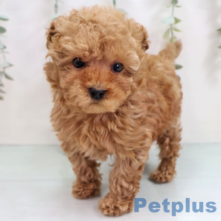 福岡県のトイプードル(トイ) (ペットプラス 香椎浜店/2025年10月14日生まれ/男の子/レッド)の子犬の2枚目の画像