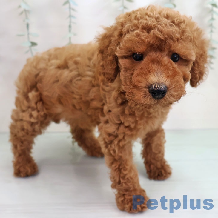 長崎県のトイプードル(トイ) (ペットプラス 長崎店/2025年10月15日生まれ/男の子/レッド)の子犬の1枚目の画像