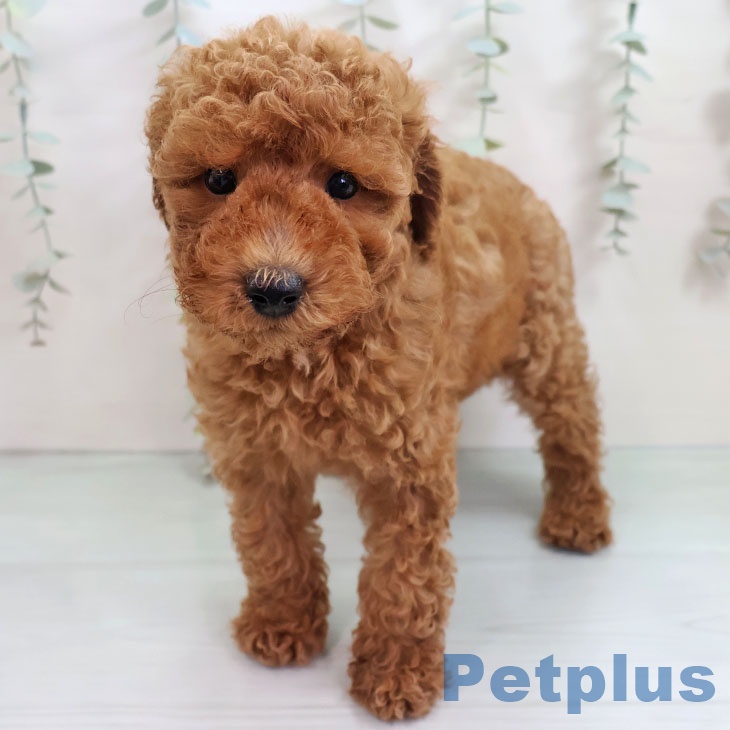 長崎県のトイプードル(トイ) (ペットプラス 長崎店/2025年10月15日生まれ/男の子/レッド)の子犬の2枚目の画像