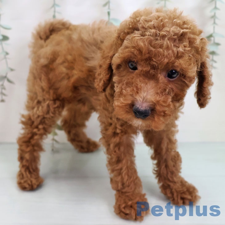 福岡県のトイプードル(トイ) (ペットプラス 春日店/2025年10月15日生まれ/男の子/レッド)の子犬の1枚目の画像