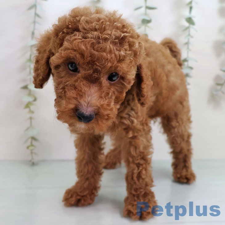 福岡県のトイプードル(トイ) (ペットプラス 春日店/2025年10月15日生まれ/男の子/レッド)の子犬の2枚目の画像