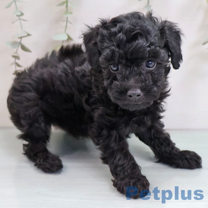 福岡県のトイプードル(トイ) (ペットプラス 春日店/2025年10月14日生まれ/男の子/ブラック)の子犬の1枚目の画像