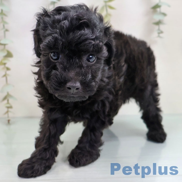 福岡県のトイプードル(トイ) (ペットプラス 春日店/2025年10月14日生まれ/男の子/ブラック)の子犬の2枚目の画像