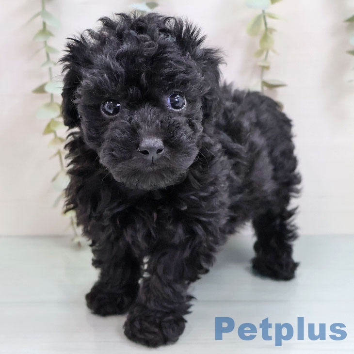 福岡県のトイプードル(トイ) (ペットプラス ららぽーと福岡店/2025年10月14日生まれ/女の子/ブラック)の子犬の1枚目の画像