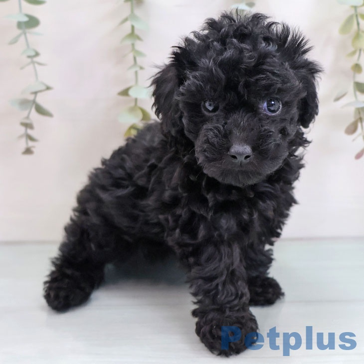 福岡県のトイプードル(トイ) (ペットプラス ららぽーと福岡店/2025年10月14日生まれ/女の子/ブラック)の子犬の2枚目の画像