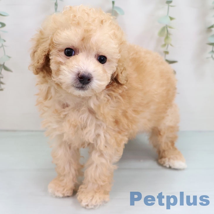 長崎県のトイプードル(トイ) (ペットプラス 長崎店/2025年10月14日生まれ/女の子/アプリコット)の子犬の1枚目の画像