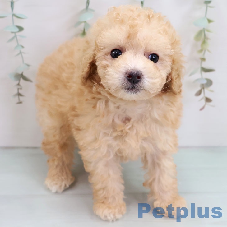 長崎県のトイプードル(トイ) (ペットプラス 長崎店/2025年10月14日生まれ/女の子/アプリコット)の子犬の2枚目の画像