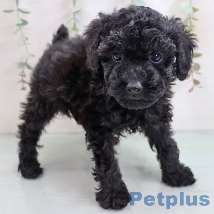 沖縄県のトイプードル(トイ) (ペットプラス 南風原店/2025年10月17日生まれ/男の子/ブラック)の子犬の1枚目の画像