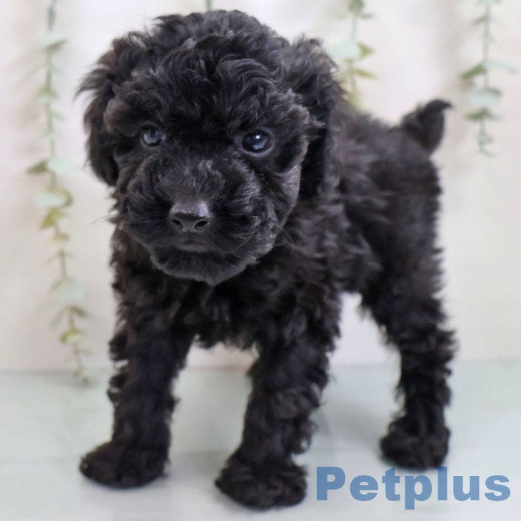 沖縄県のトイプードル(トイ) (ペットプラス 南風原店/2025年10月17日生まれ/男の子/ブラック)の子犬の2枚目の画像
