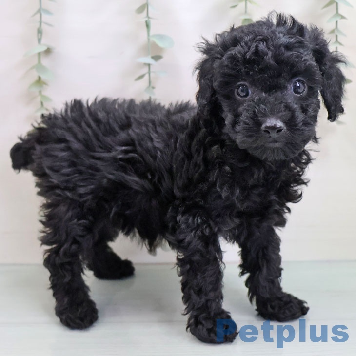 トイ・プードル